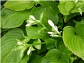 hosta